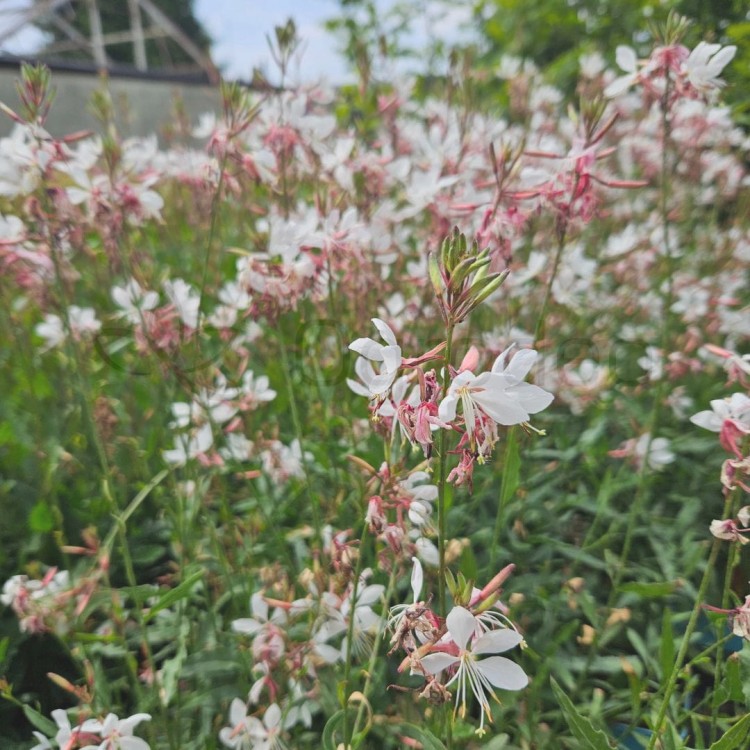 Gaura23.06_1.jpg
