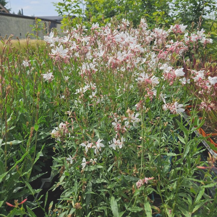 Gaura23.06_2.jpg