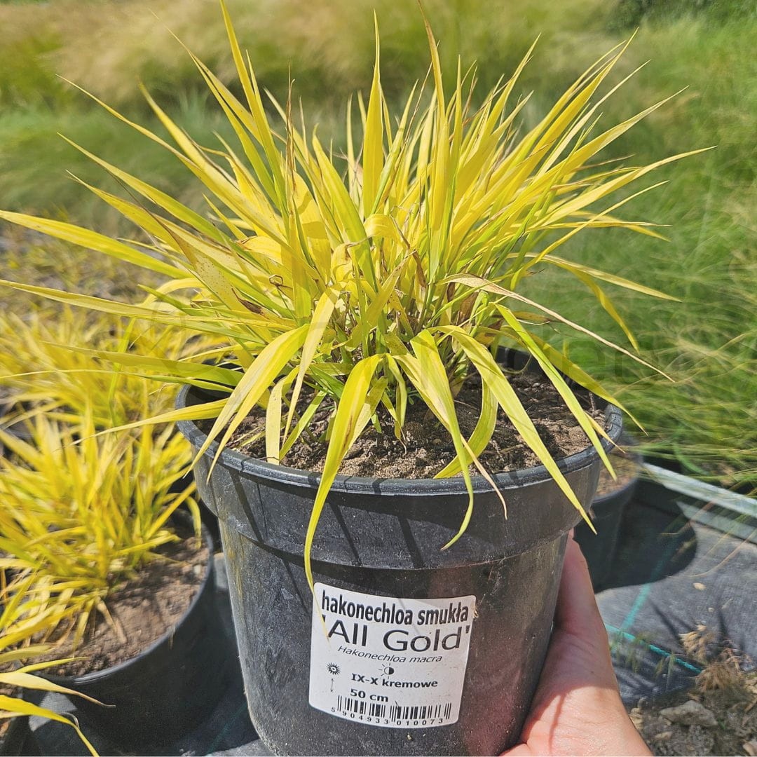 Hakonechloa smukla 'All Gold' (Hakonechloa macra) C3