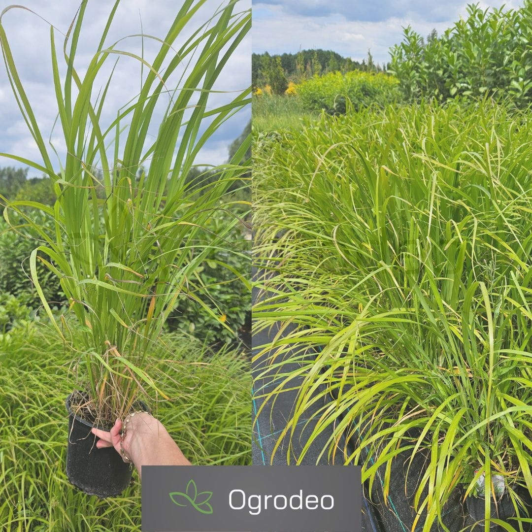Trzcinnik krótkowłosy (Calamagrostis brachytricha) C1,5