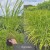 Trzcinnik krótkowłosy (Calamagrostis brachytricha) C1,5.jpg