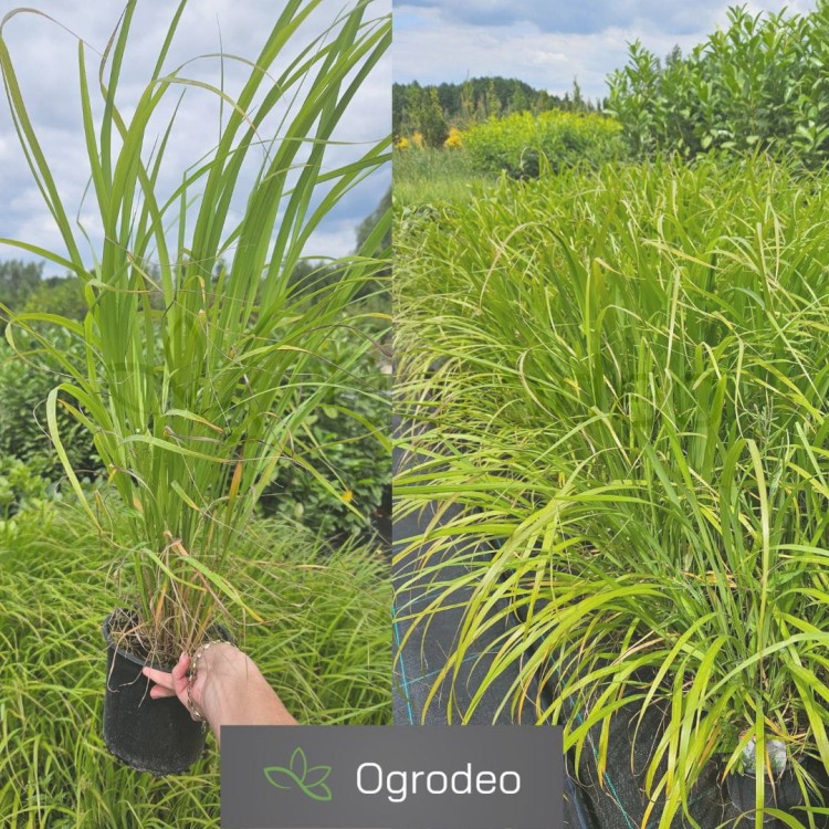 Trzcinnik krótkowłosy (Calamagrostis brachytricha) C1,5.jpg