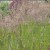 Trzcinnik ostrokwiatowy 'Karl Foerster' (Calamagrostis acutiflora) C2_1.jpg