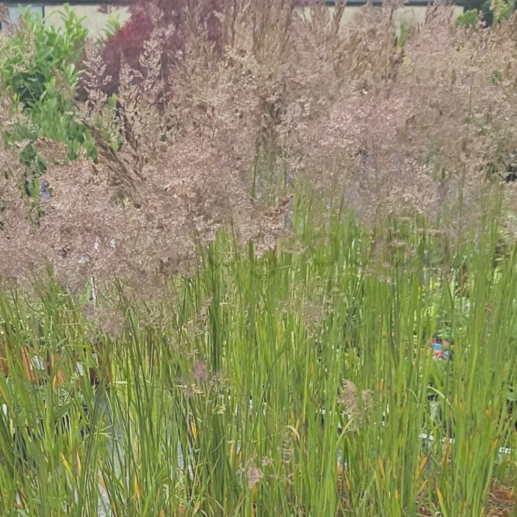 Trzcinnik ostrokwiatowy 'Karl Foerster' (Calamagrostis acutiflora) C2_1.jpg