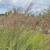 Trzcinnik ostrokwiatowy 'Karl Foerster' (Calamagrostis acutiflora) C2_3.jpg