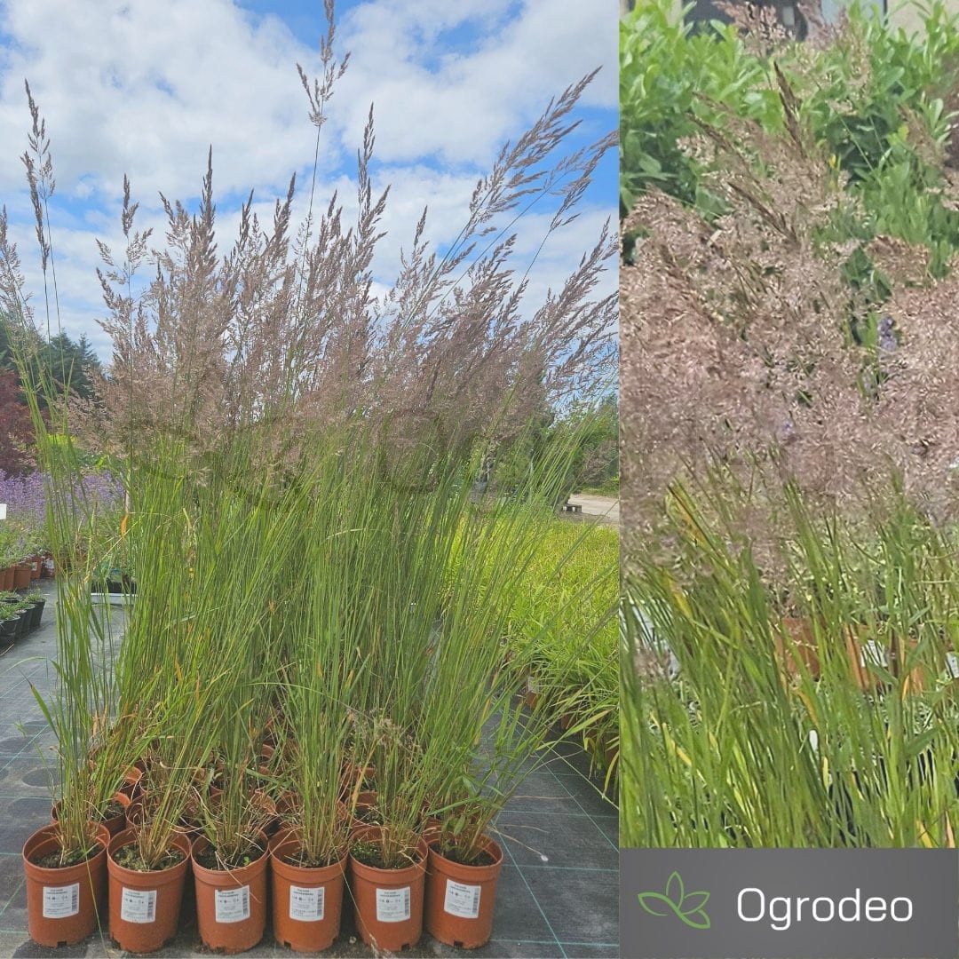 Trzcinnik ostrokwiatowy 'Karl Foerster' (Calamagrostis acutiflora) C2