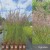 Trzcinnik ostrokwiatowy 'Karl Foerster' (Calamagrostis acutiflora) C2_4.jpg