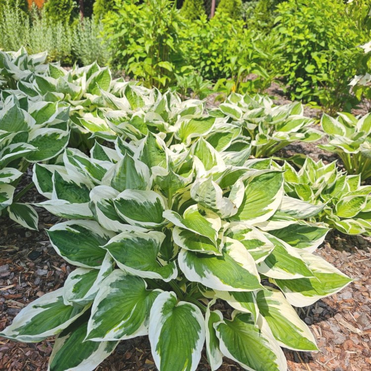 Hosta minuteman_1.jpg