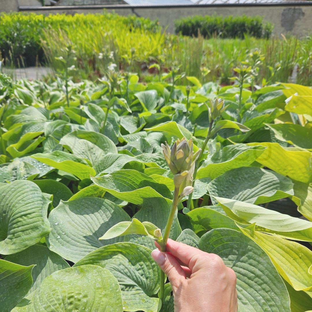 Funkia 'Siebolda' (Hosta 'Sieboldii') C2