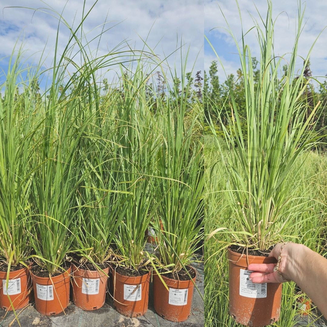 Trawa pampasowa  'White Feather' (Cortaderia selloana) C2