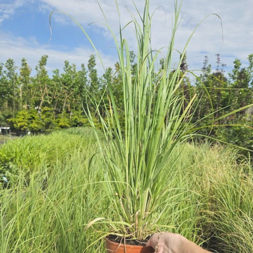 Trawa pampasowa white.jpg