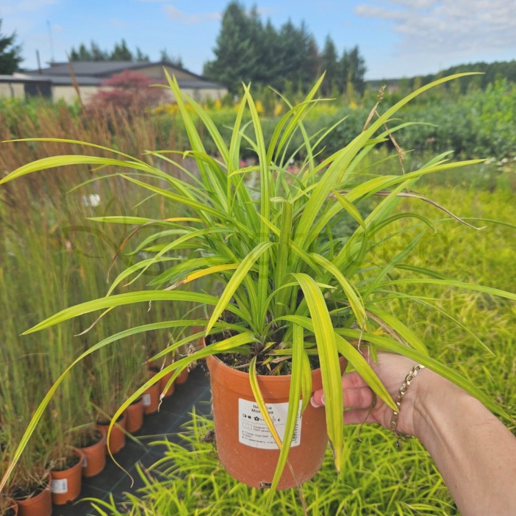 Carex Irish Green_1.jpg