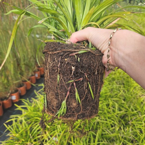 Carex Irish Green_4.jpg