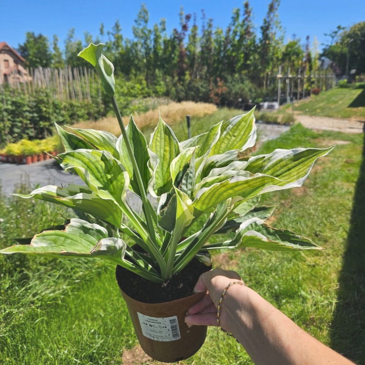 funkia Minuteman_1.jpg