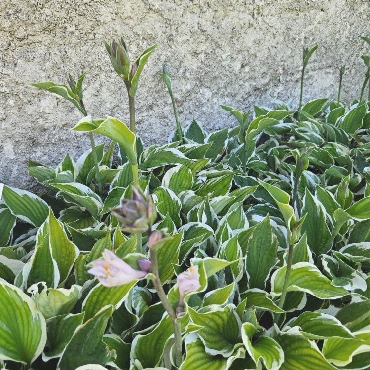 funkia Minuteman_3.jpg