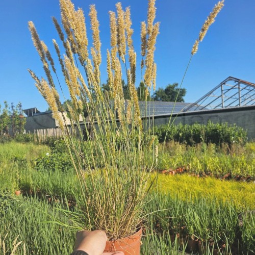 Perłóka orzęsiona14.07.jpg