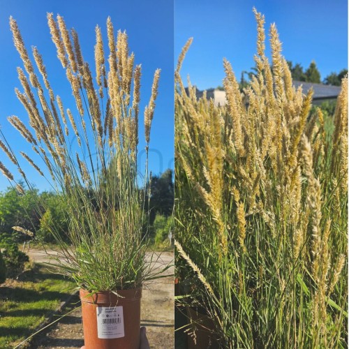 Perłóka orzęsiona14.07_1.jpg