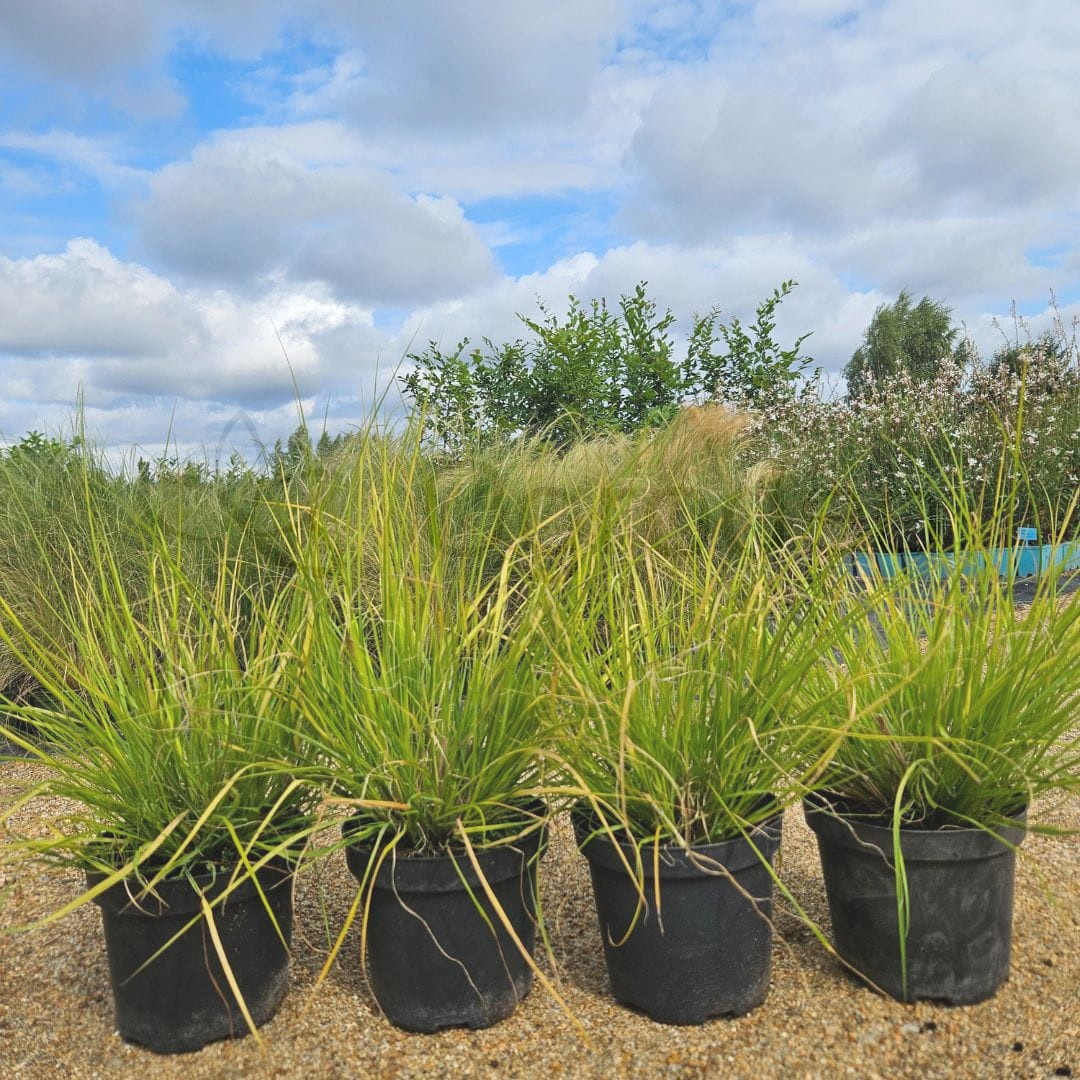 Rozplenica (piórkówka) japońska 'Hameln Gold' (Pennisetum alopecuroides 'Hameln Gold') C2