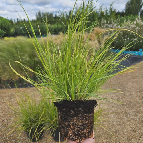 Rozplenica Hameln Gold2.jpg