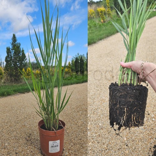 Proso Northwind1.jpg