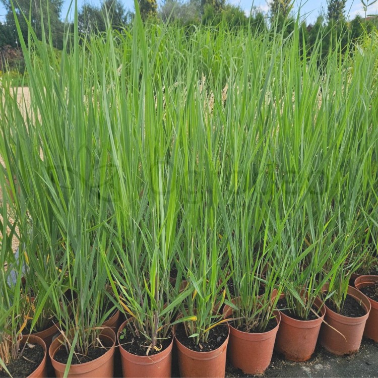 Proso Northwind2.jpg