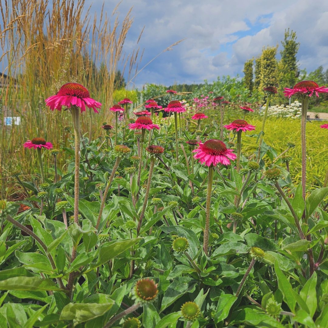 Jeżówka 'Delicious Candy' (Echinacea) C2