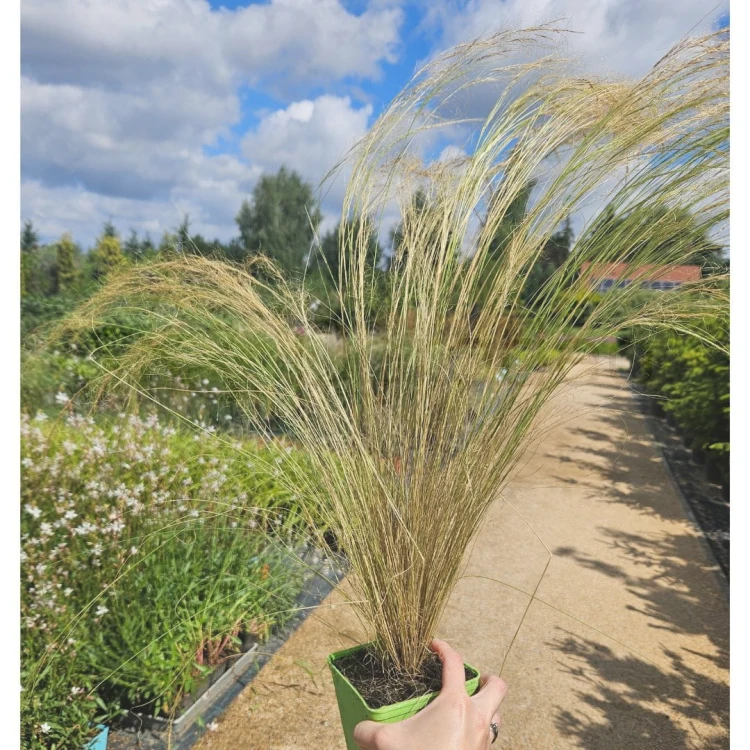 stipa 24.07_2.jpg