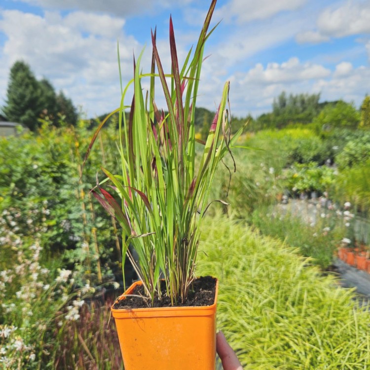 Imperata Red Baron1!.jpg