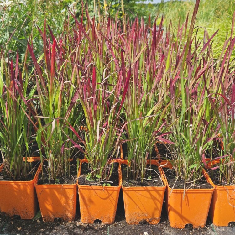 Imperata Red Baron2_24.07.jpg
