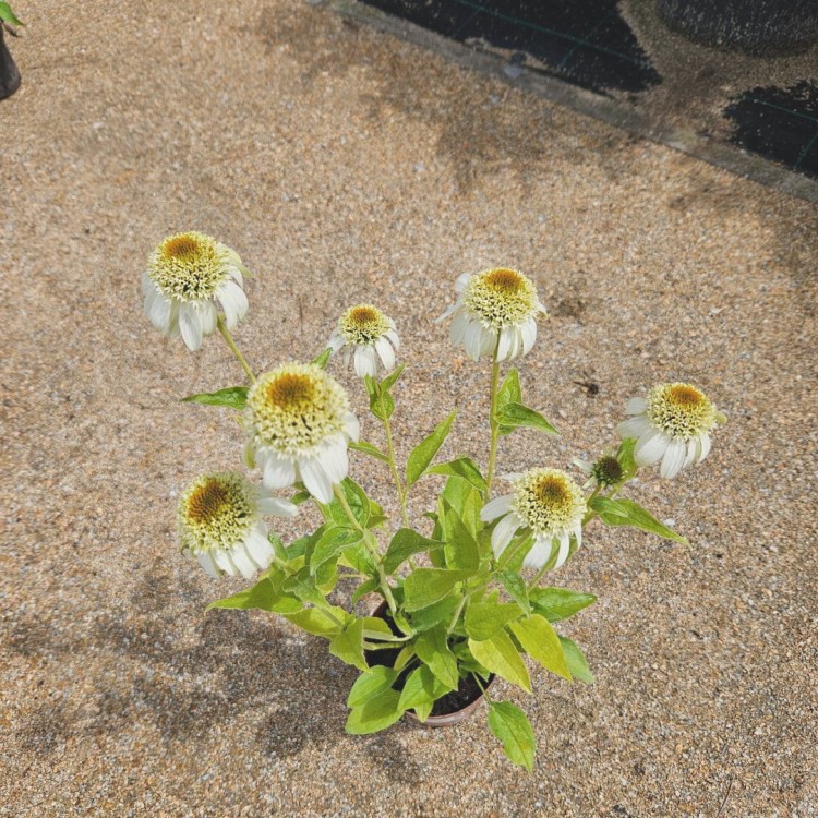 JEzówka Milkshake 24.07.jpg