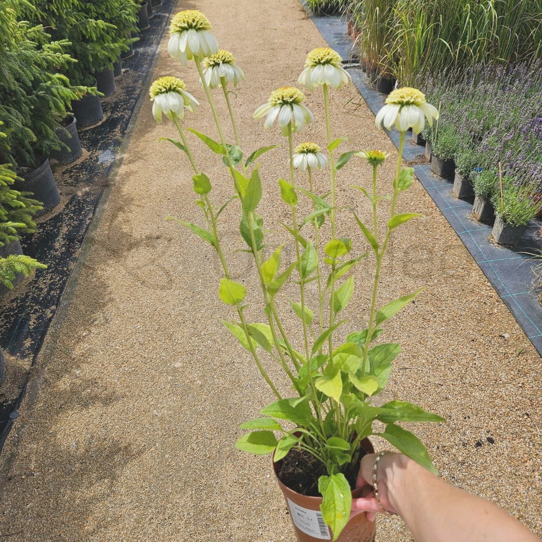 Jeżówka 'Milkshake' (Echinacea) C2