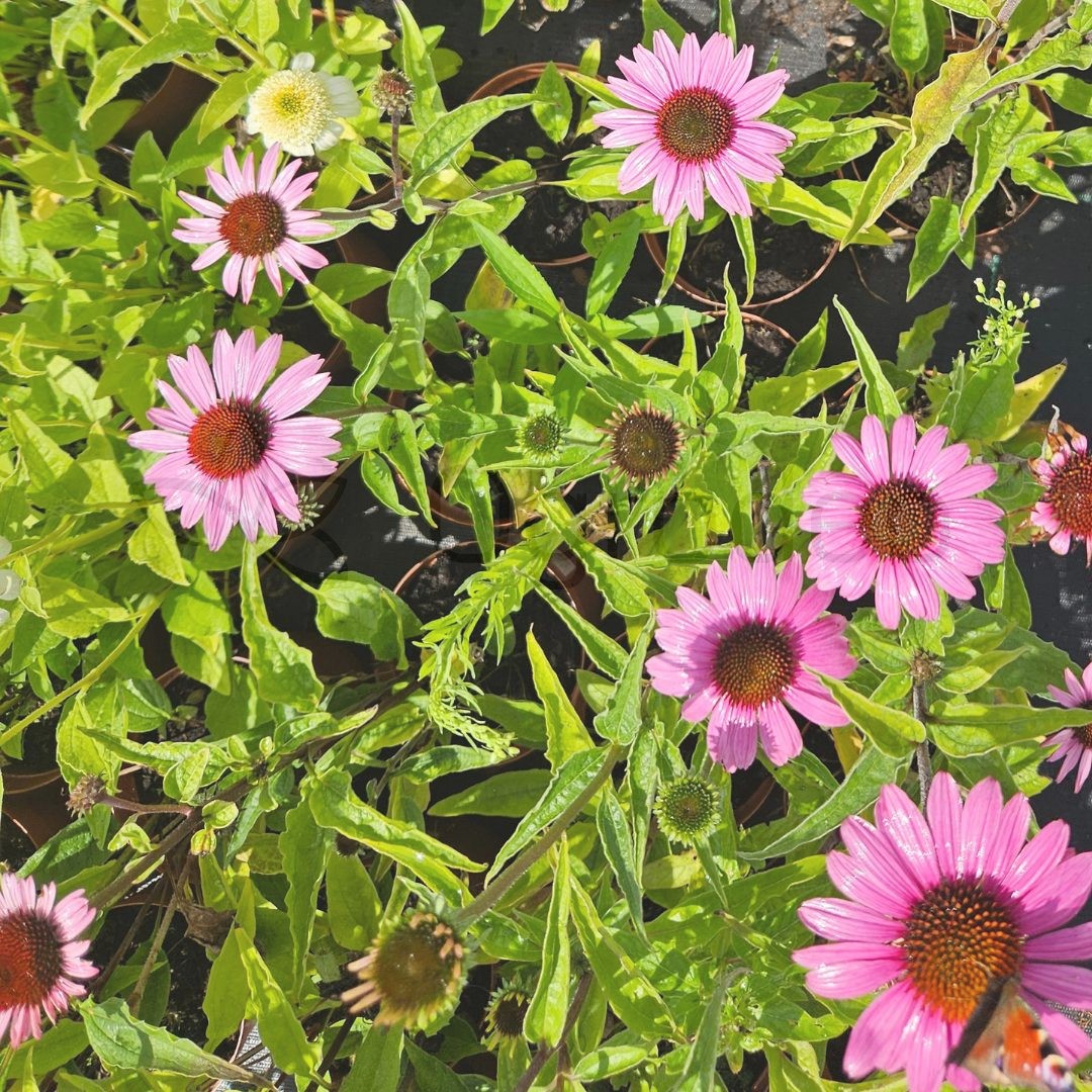 Jeżówka purpurowa 'Magnus Superior' (Echinacea purpurea) C2