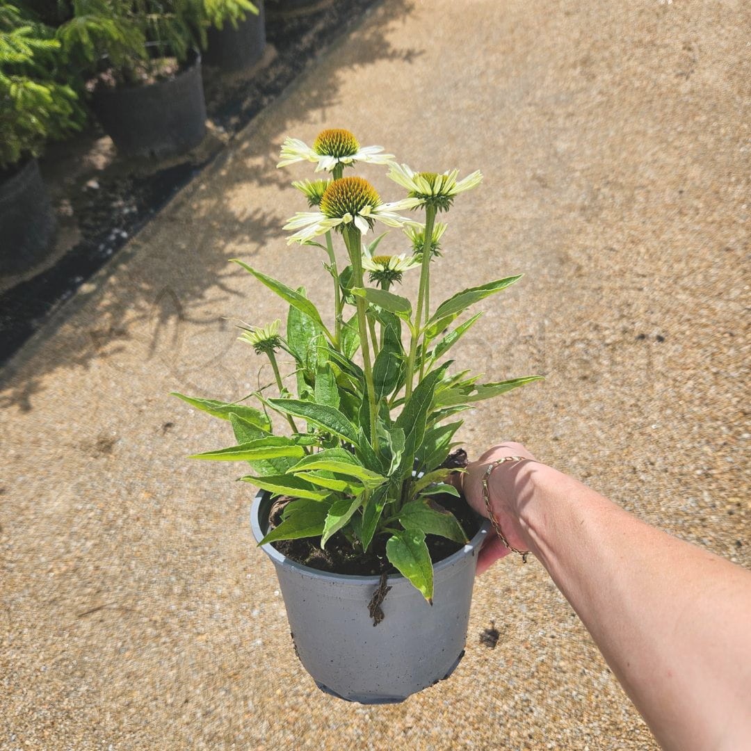Jeżówka purpurowa 'Sombrero Blanco' ( Echinacea Purpurea ) C2
