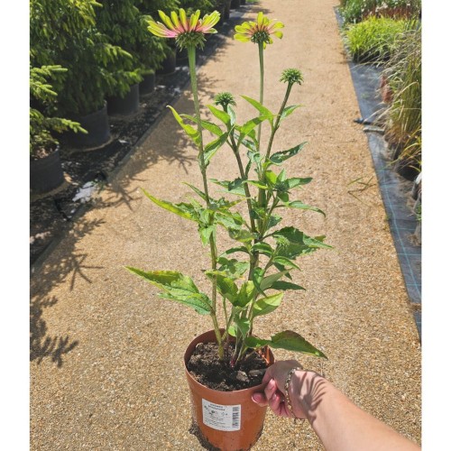 Jezówka Green Twister 24.07_2.jpg