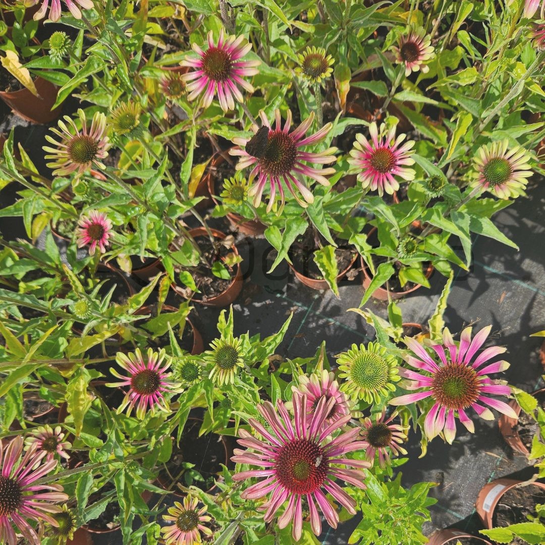 Jeżówka purpurowa 'Green Twister' (Echinacea purpurea) C2