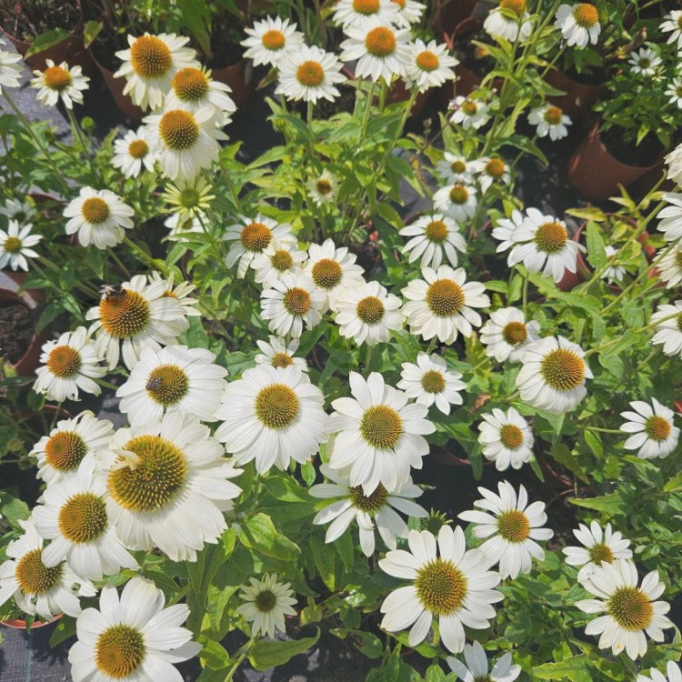 JEżówka pow wow white 24.07.jpg