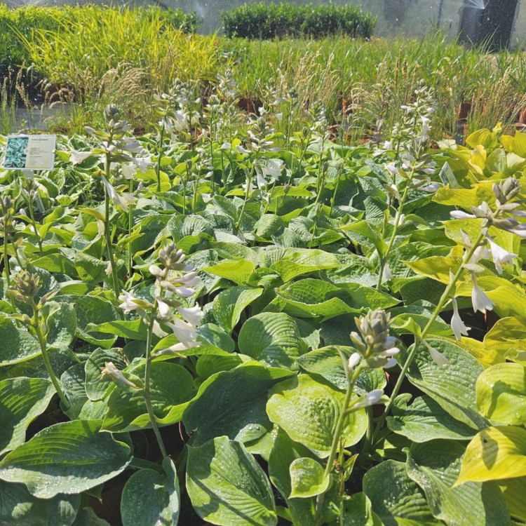 Funkia siebolda2.jpg