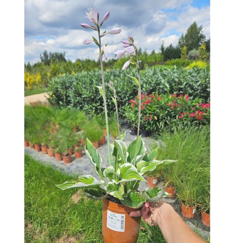 Hosta Minuteman 24.07.jpg