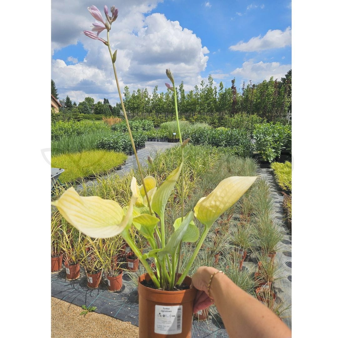 Funkia ogrodowa 'Sum and Substance' (Hosta 'Sum and Substance') C2