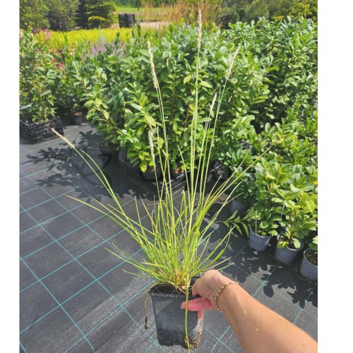 Sesleria jesienna 24.07.jpg