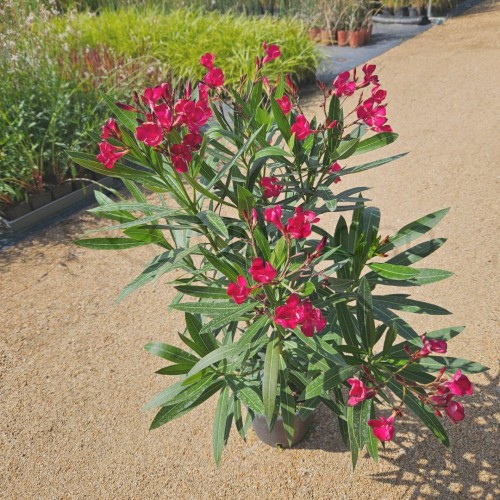 Oleander_1.jpg
