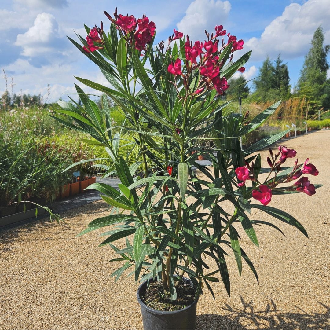 Oleander czerwony (Nerium oleander 'Rosso') 80-100cm C3