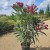 Oleander_2.jpg