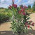 Oleander_3.jpg