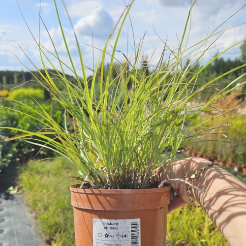 Miskant Yakushima Dwarf.jpg