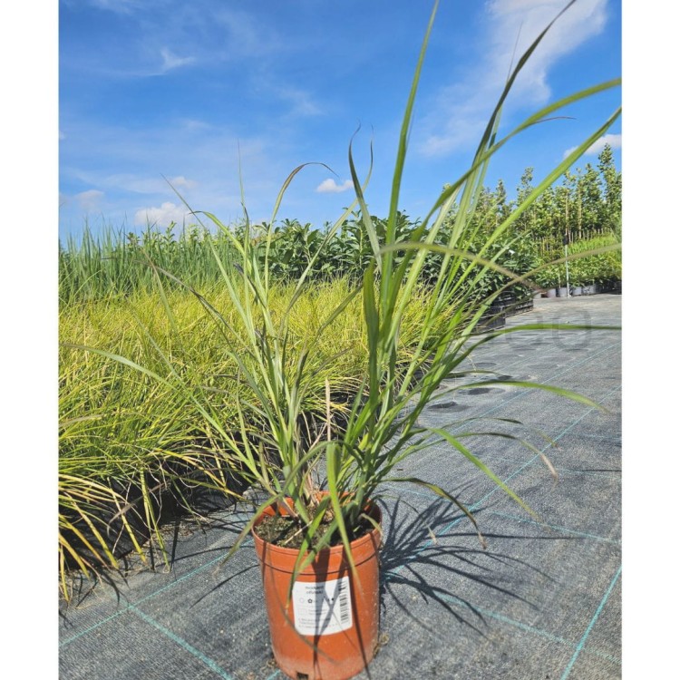 Miskant Sielberfeder.jpg