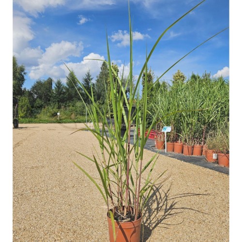 Miskant GIGANTEUS.jpg