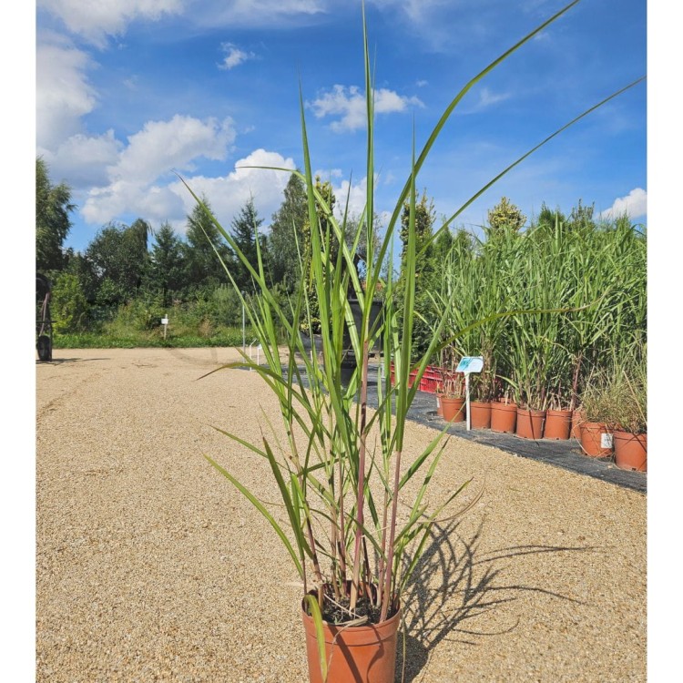 Miskant GIGANTEUS.jpg