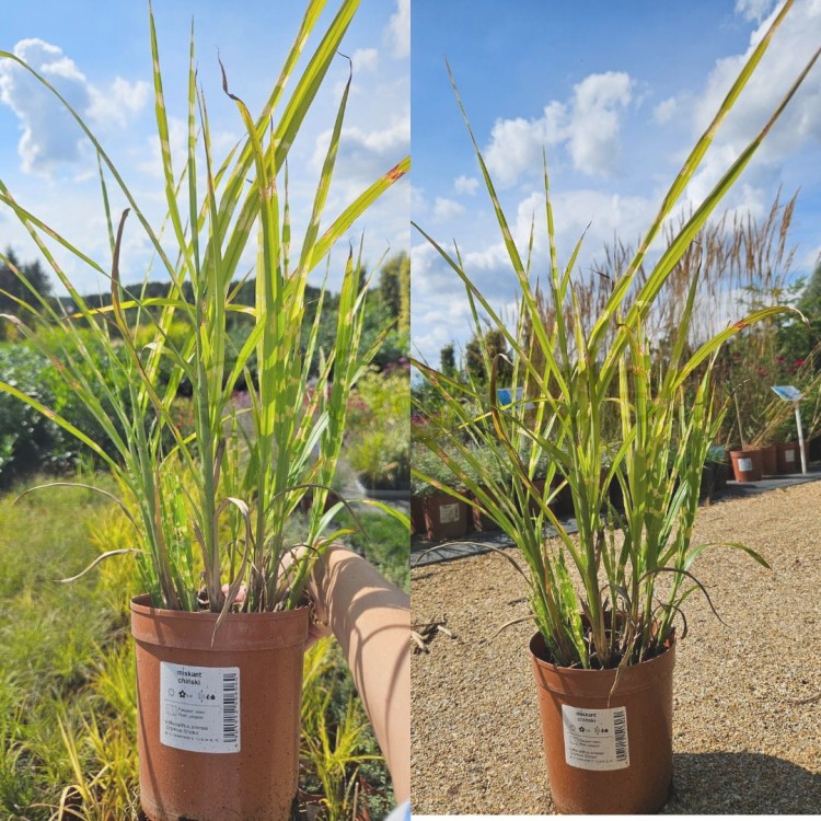 Miskant Zebrinus 28.07.jpg