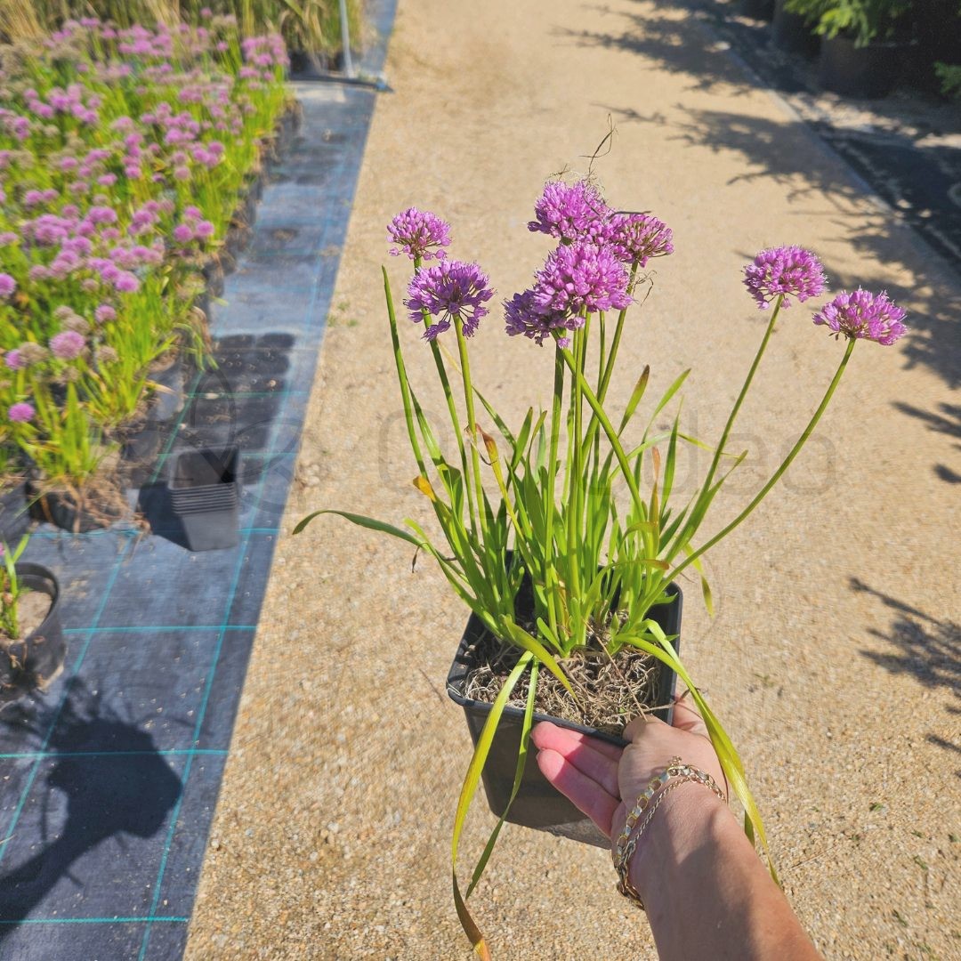 Czosnek 'Millenium' (Allium 'Millenium')